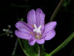 montanum roʻyxat