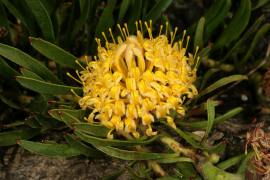hypophyllocarpodendron roʻyxat