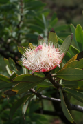 caffra roʻyxat