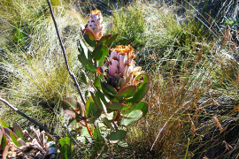 speciosa roʻyxat